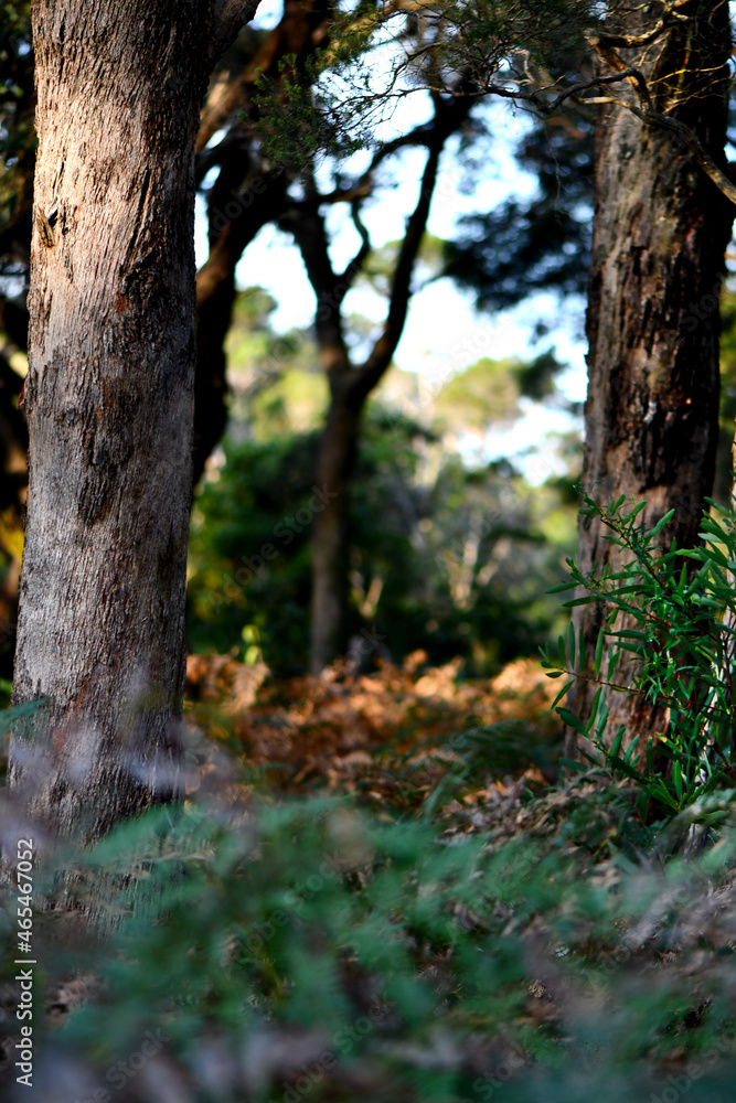 An intimate landscape amoing the trees in the bushland at the Wonthaggi Wetlands Conservation Park in Australia.