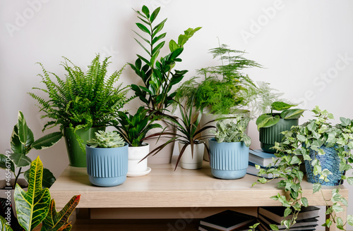 Stylish green plants of home garden interior in living room on white background walls. Modern home garden interior. Home gardening concept.
