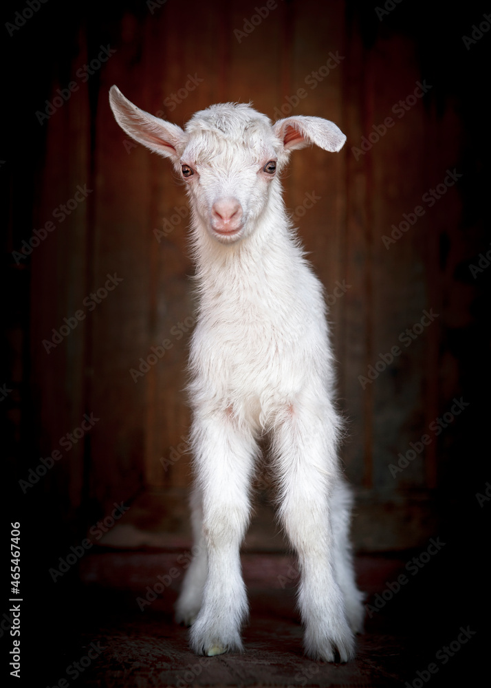 Fototapeta premium Goats from the village of Kozlovka
