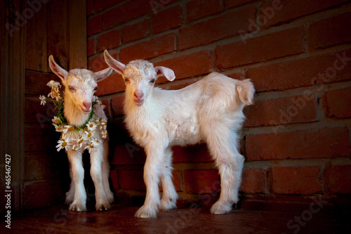 Goats from the village of Kozlovka
