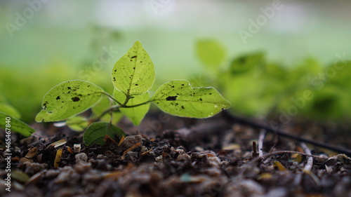 A small plant in a soil