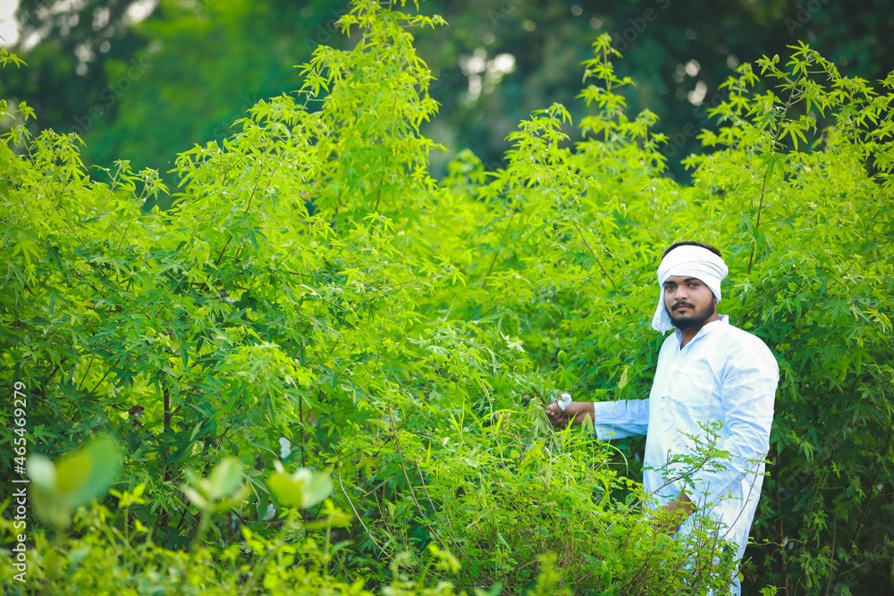 Indian happy farmer in Cotton fild, farmer holding cotton in hand Indian happy farmer in Cotton fild, farmer holding cotton in hand