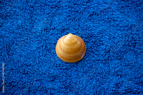 Seashell shell sea beach blue and brown nature