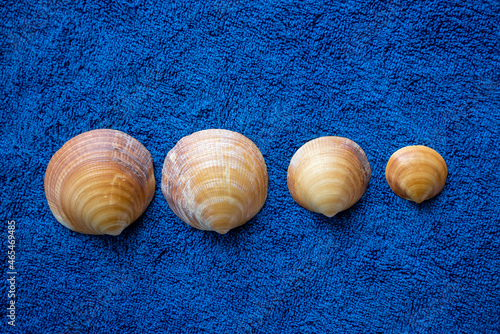 Seashell shell sea beach blue and brown nature