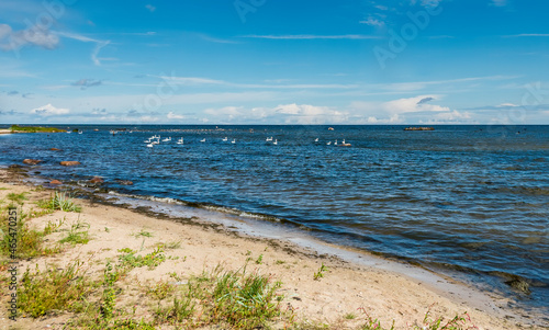 Coastal landscape of the Baltic Sea with wild swimming birds at the distance