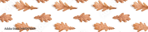 Panorama pattern oak leaves on a white.