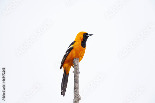 Fotografía New World oriole Filmed on the Yucatan Peninsula
