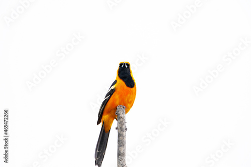 Cuadro en lienzo New World oriole Filmed on the Yucatan Peninsula