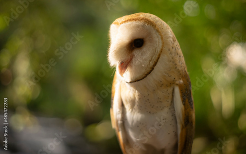 Fototapeta Naklejka Na Ścianę i Meble -  owl