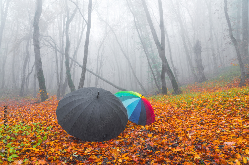 Two umbrella on dry leaves in autumn forest