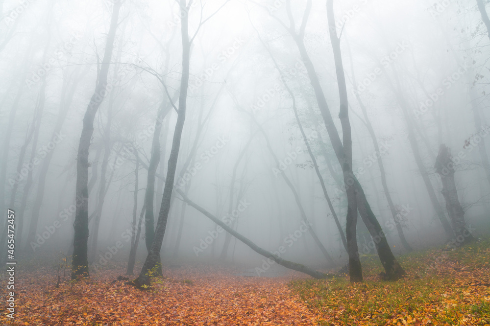 Obraz premium Mysterious autumn foggy forest
