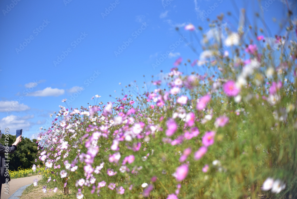 日本の秋・黄色い花をバックに咲くピンクのコスモスの花