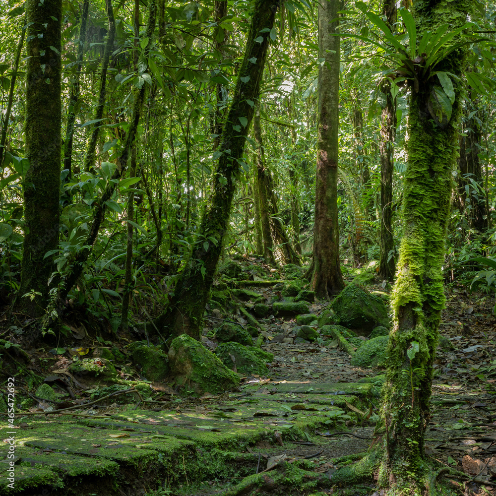 Obraz premium Costa Ricas tropical forest
