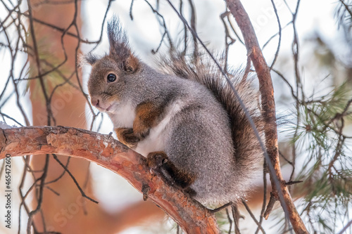 The squirrel sits on a branches in the winter or autumn