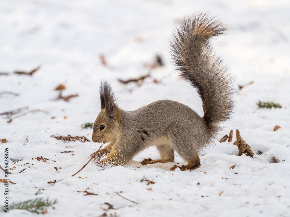 Squirrel hides nuts in the white snow Squirrel hides nuts in the white snow