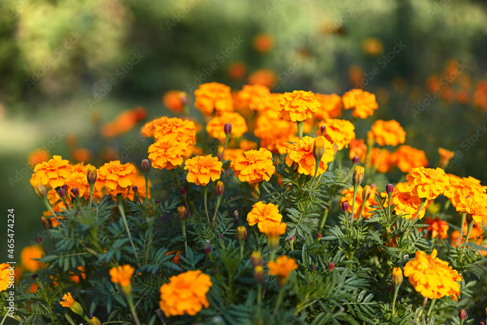 Blooming orange marigolds in the city park. Close-up, blurred background, shallow depth of field.