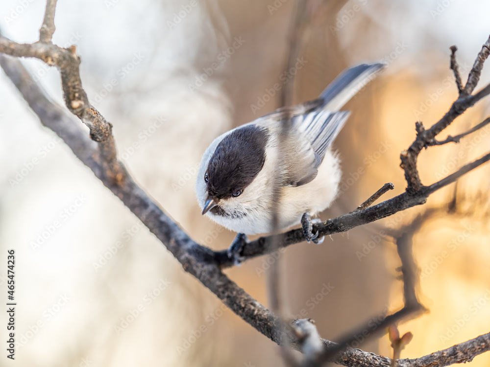 Cute bird the willow tit, song bird sitting on a branch without leaves in the winter. Cute bird the willow tit, song bird sitting on a branch without leaves in the winter.