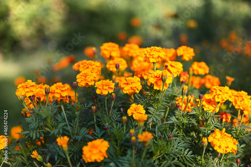 Blooming orange marigolds in the city park. Close-up, blurred background, shallow depth of field. © Yuliia