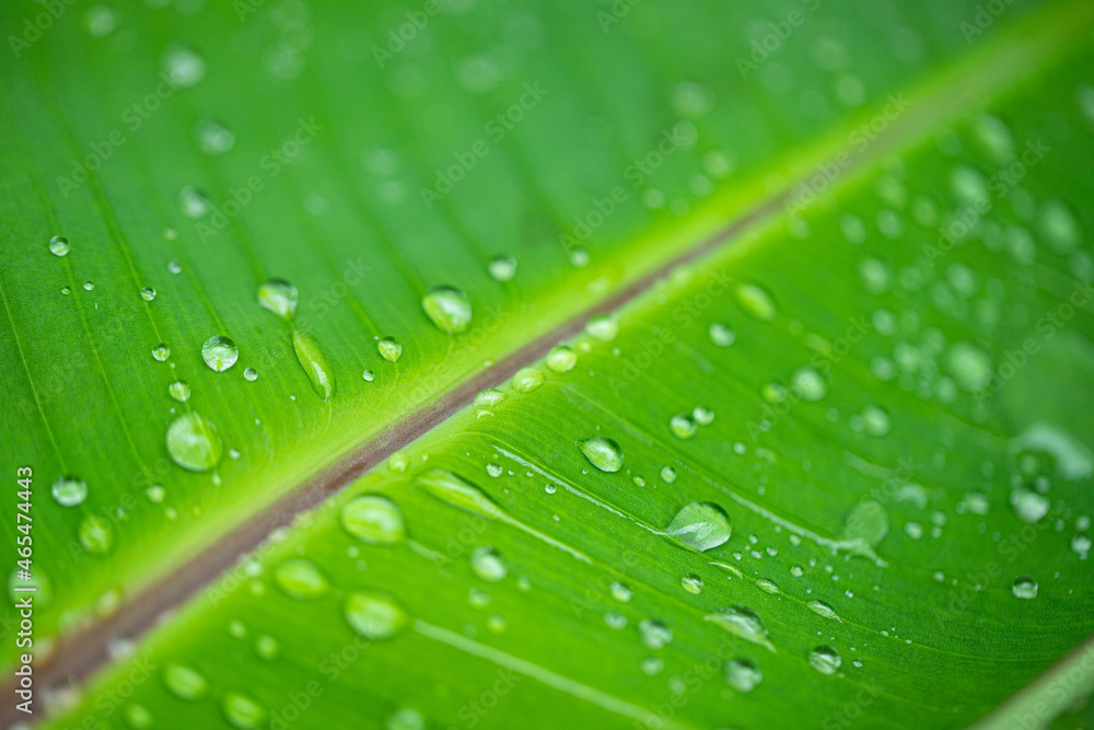 banana leaf with water drops texture banana leaf with water drops texture