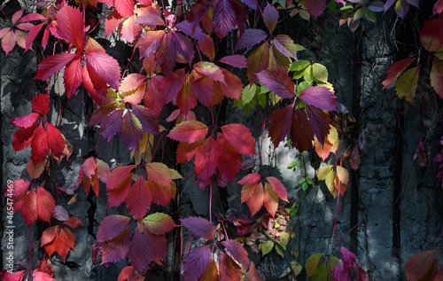 Autumn background. Bright leaves of wild grapes on a gray concrete wall. Autumn colors. Sunlight on the leaves.