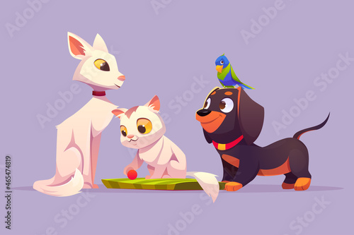 Home pets white cat, cute kitten play with ball parrot sitting on dachshund dog head feline, bird and puppy cartoon characters. Petcare, adoption and love to animals concept, Vector illustration