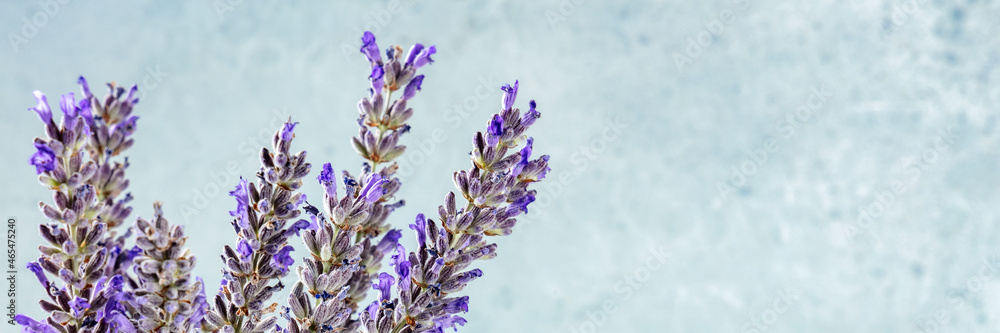 Obraz premium Lavender panorama with copy space. Lavandula plants panoramic banner with a place for text