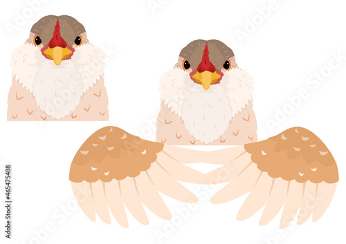 buff bearded easter egger chicken head and wings photo