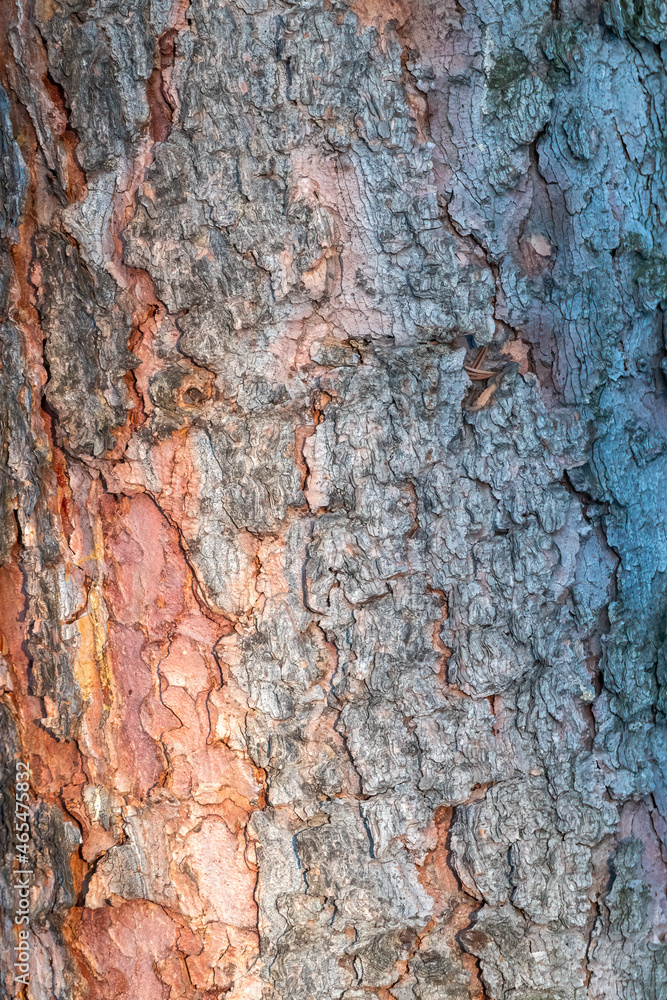 Old wood pine bark texture or background. Old wood pine bark texture or background.