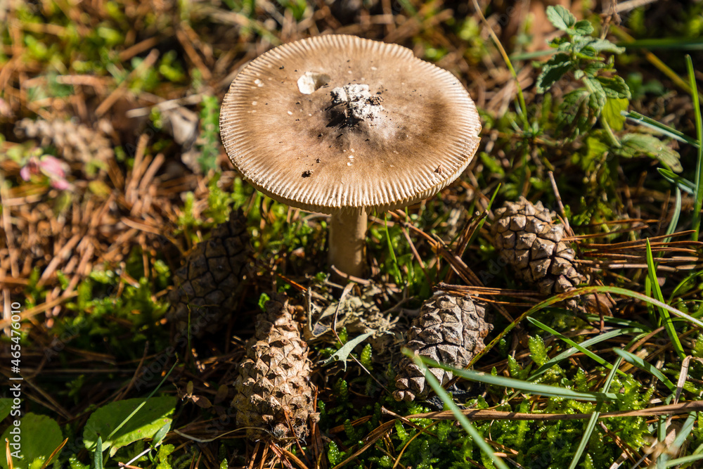 Wild mushrooms growing in the meadows of the Lozoya valley in the Sierra de Guadarrama in Madrid Wild mushrooms growing in the meadows of the Lozoya valley in the Sierra de Guadarrama in Madrid