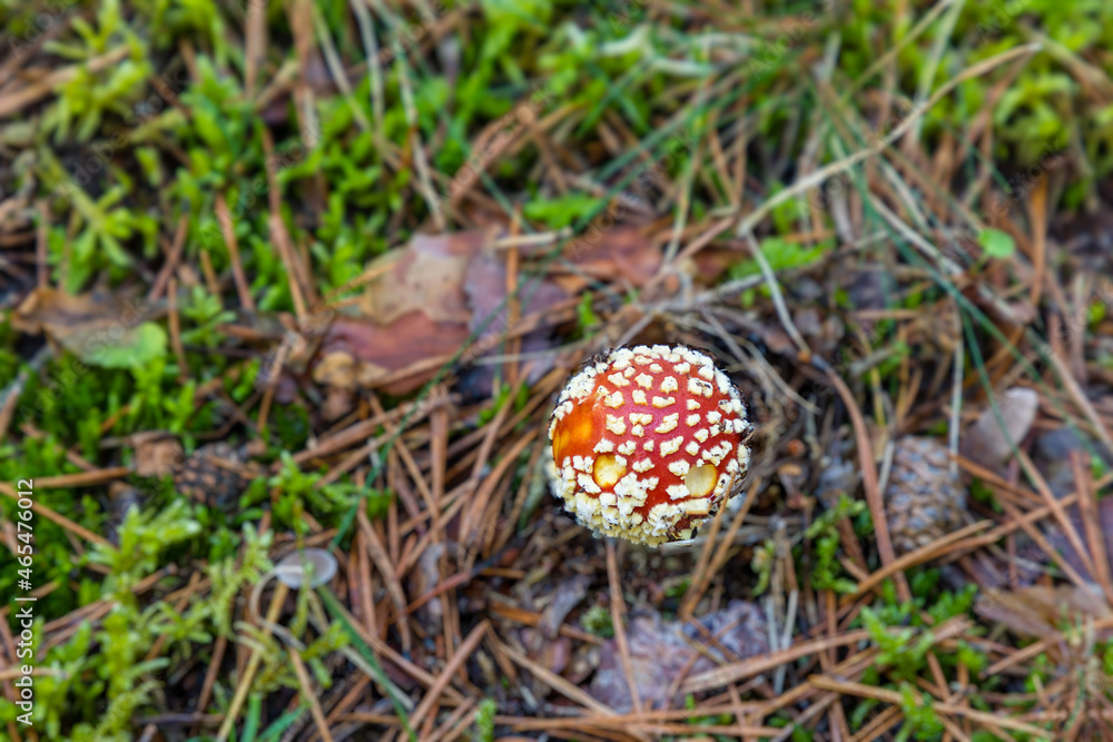 Wild mushrooms growing in the meadows of the Lozoya valley in the Sierra de Guadarrama in Madrid Wild mushrooms growing in the meadows of the Lozoya valley in the Sierra de Guadarrama in Madrid