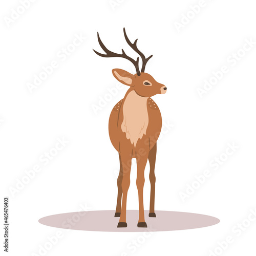 Cute noble sika deer. Reindeer with antlers on white background. Ruminant mammal animal. Vector illustration in flat cartoon style.
