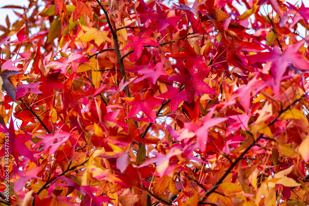 Bunte Blätter im Herbst an einem Baum Bunte Blätter im Herbst an einem Baum