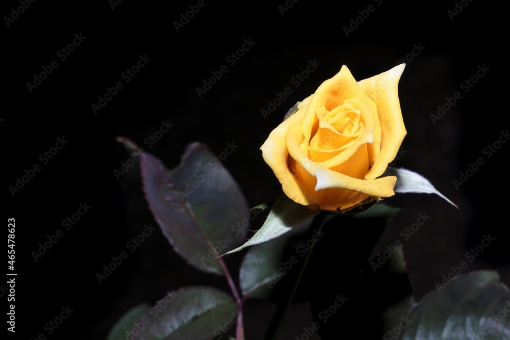Fototapeta premium yellow rose on black background
