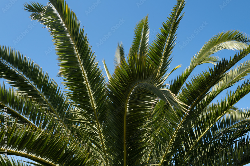 Palms texture. Palm trees on blue sky, palm at tropical coast, coconut tree. Palms texture. Palm trees on blue sky, palm at tropical coast, coconut tree.