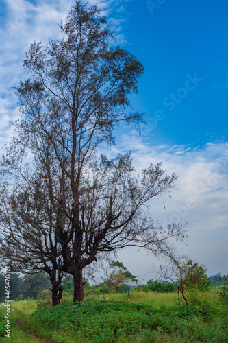 A Casuarina tree blooms in a green meadow under a blue sky near Suruchi Beach in Vasai