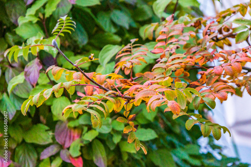 Bunte Herbstfarben zieren ein letztes Mal die Pflanzen eines Vorhofes bevor sie ihr Laub verlieren photo