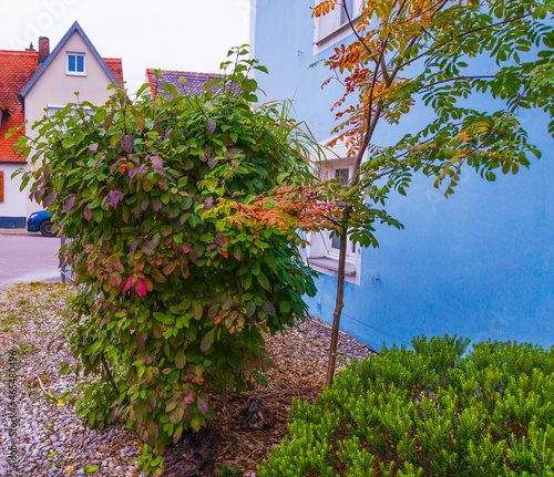 Bunte Herbstfarben zieren ein letztes Mal die Pflanzen eines Vorhofes bevor sie ihr Laub verlieren photo