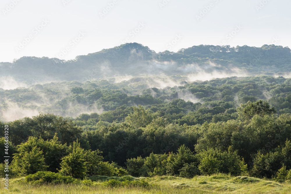 Morning fog rises from the forest. Summer landscape.