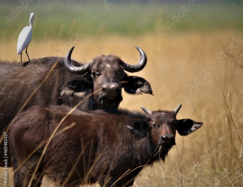 Buffalo mother and calf during a game drive in the Bwabwata National Park on a hot summer day