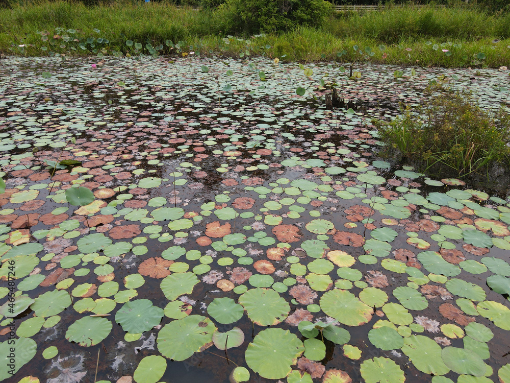 Aerial view of a field of lotus sacred plants on a pond in Lake Chini. Selective focus points Aerial view of a field of lotus sacred plants on a pond in Lake Chini. Selective focus points