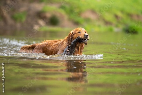 Golden retriever swmming in water on a cow farm in Australia. photo