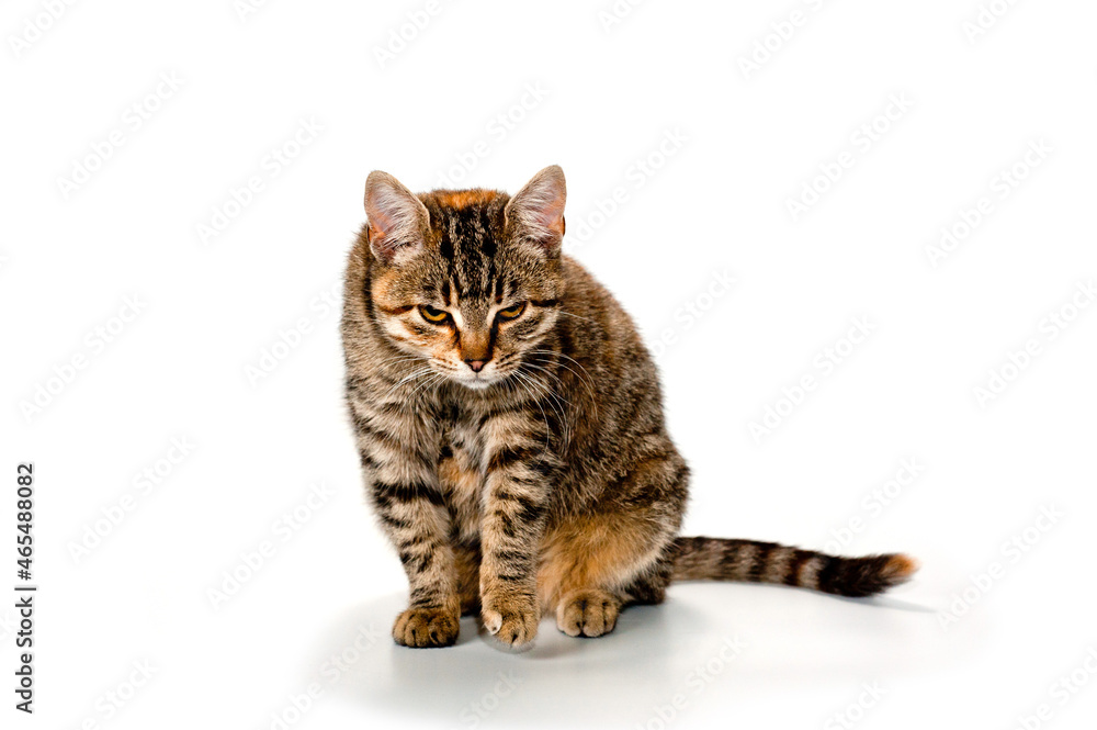 Displeased young cat striped gray with a reddish tinge on the former background.