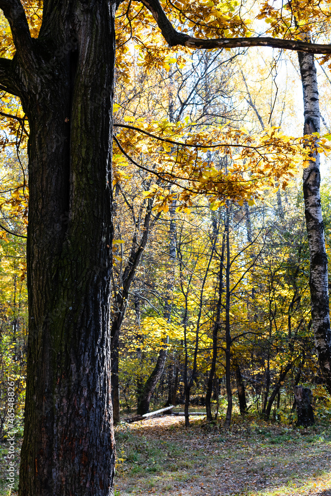 Fototapeta premium old oak tree trunk and path in forest of city park