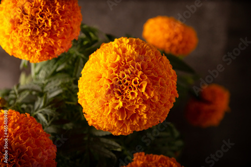 Closeup of Cempasuchil orange flowers or Marigold. (Tagetes erecta) Traditionally used in altars for the celebration of the day of the dead in Mexico photo