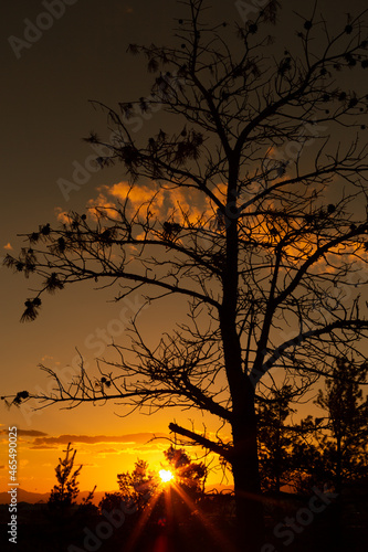 Silhouette view of tree branches at sunset.