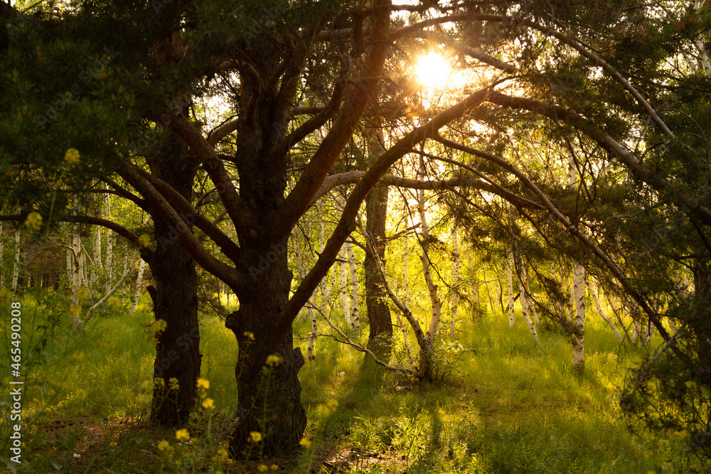 Fototapeta premium Spring forest with bright sun shining through the trees.