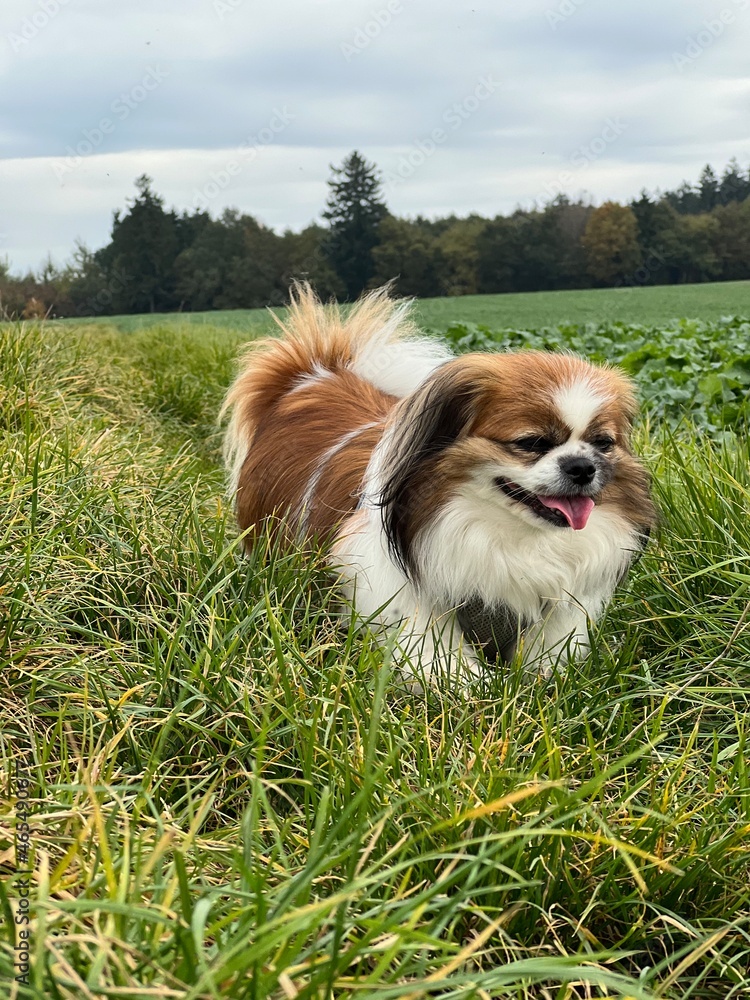 Kleiner Hund läuft am Waldrand auf einer Wiese und freut sich über das Herbstwetter..
Tibet Spaniel, Haustier, Landleben, Herbst