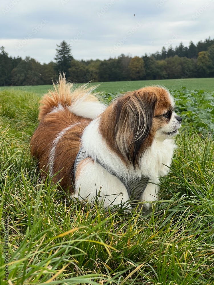 Kleiner Hund steht auf einer Wiese am Waldrand und schaut über die Felder.
Herbst, Haustier, Spaziergang, Tibet Spaniel Kleiner Hund steht auf einer Wiese am Waldrand und schaut über die Felder.
Herbst, Haustier, Spaziergang, Tibet Spaniel