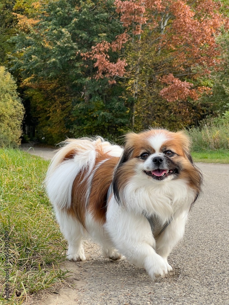 Kleiner Hund geht auf einem Feldweg entlang und freut sich über das kühle Wetter im Herbst.
Herbstfarben, Laub, Hündchen, Tibet Spaniel, Herbststimmung