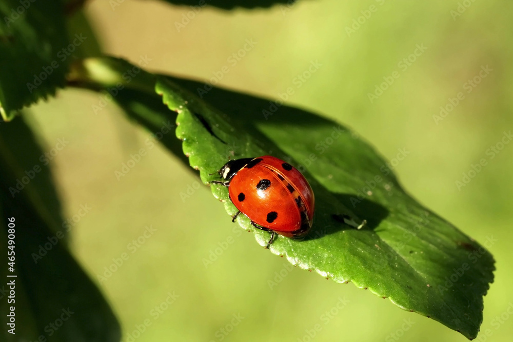ladybug quickly crawls on a green leaf close-up. macro